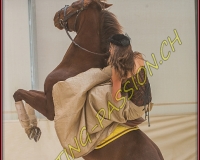 1AMAZONE- 0237